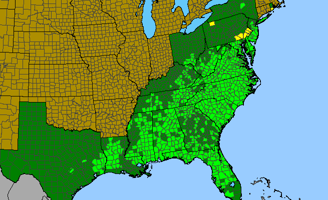 The range of Chrysopsis mariana
